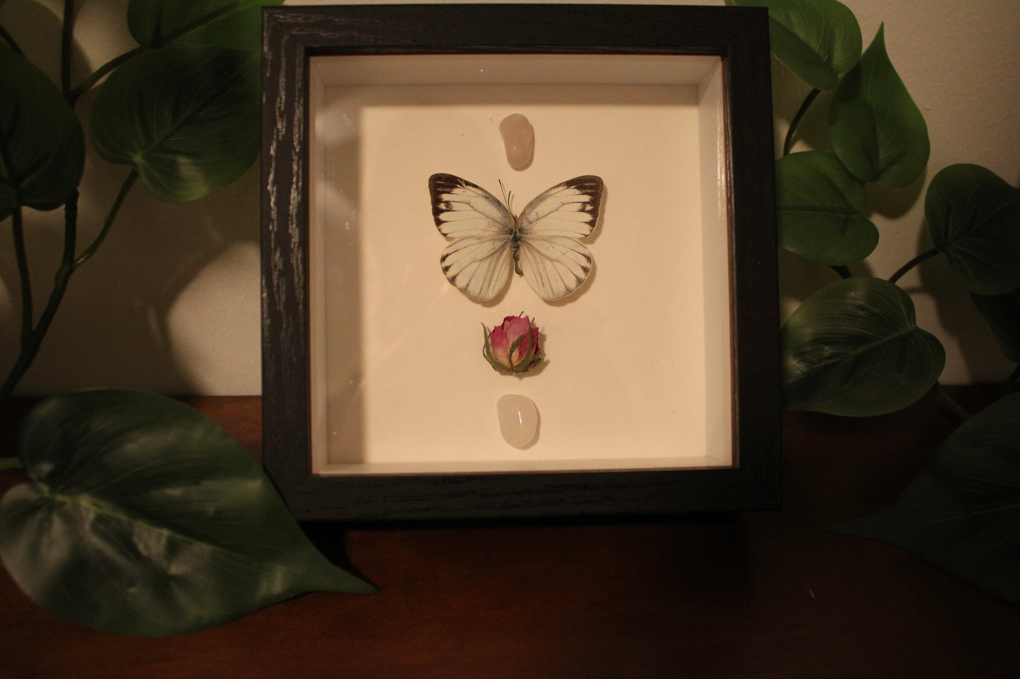 Cepora Nerissa Preserved Butterfly Art