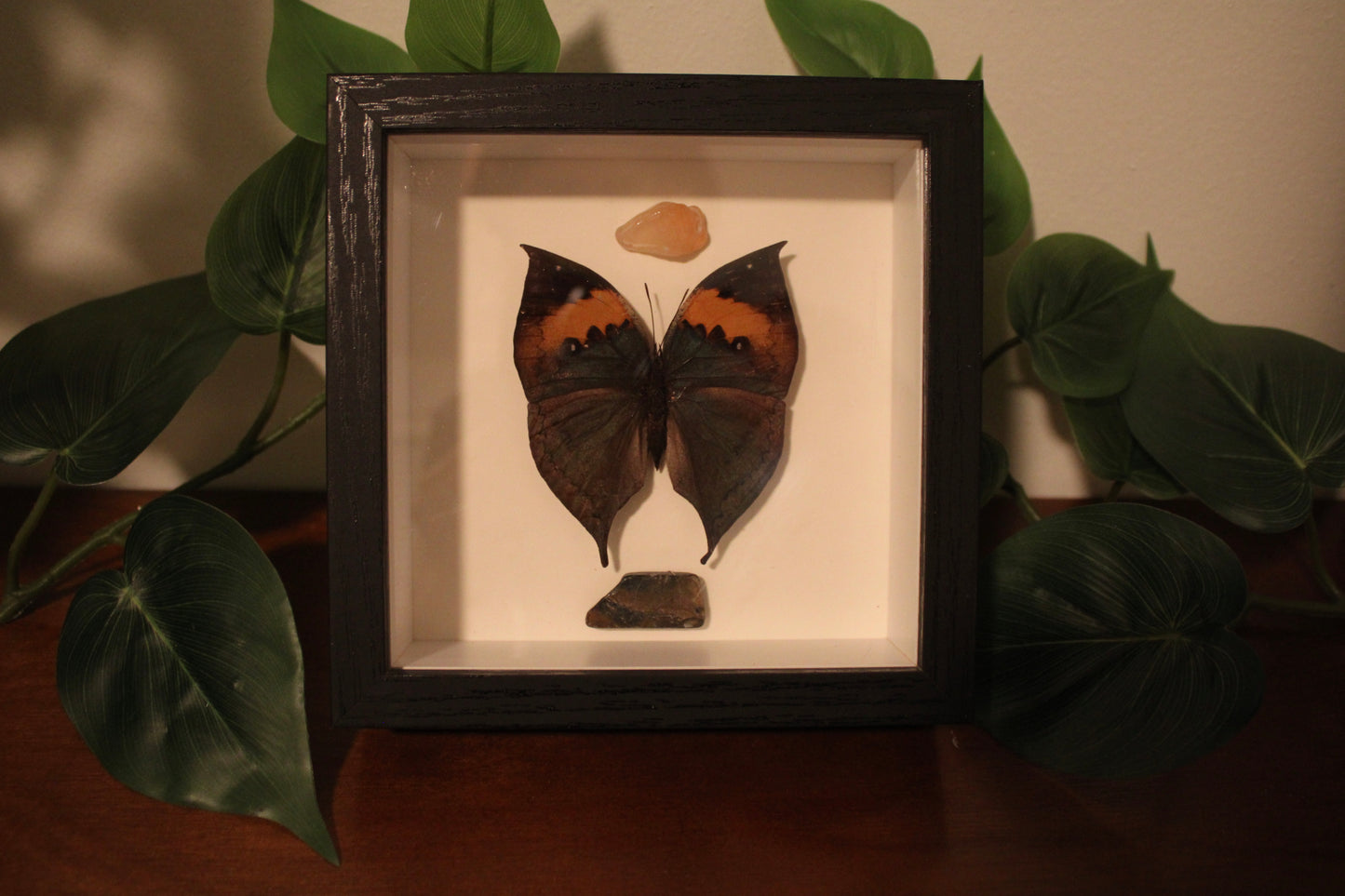 Kalima Inachus Preserved Butterfly Art