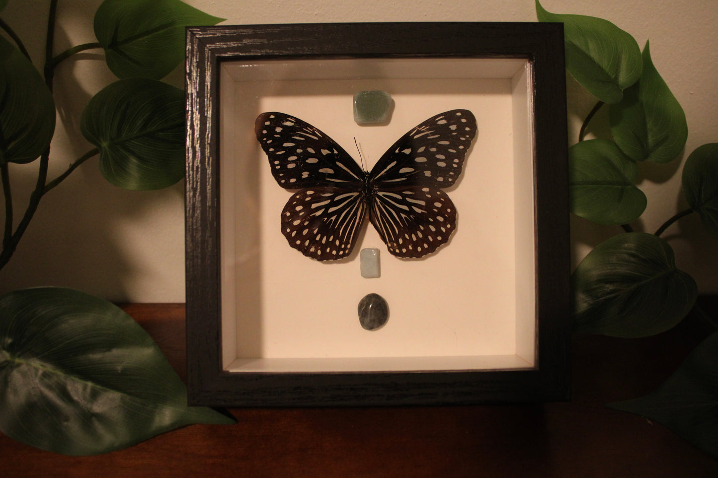 Tirumala Septentrionis Preserved Butterfly Art
