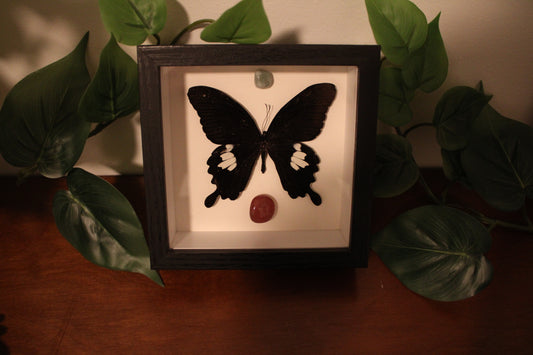 Papilion Nephelus Preserved Butterfly Art