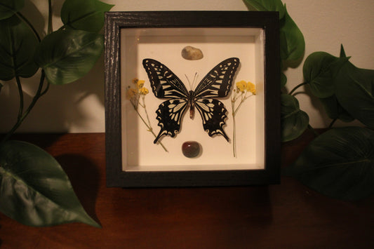 Papilio Xuthus Preserved Butterfly Art