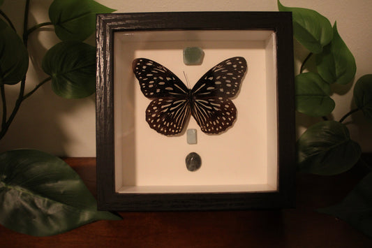 Tirumala Septentrionis Preserved Butterfly Art